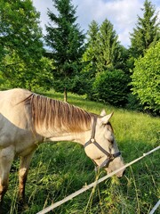 horse in the forest
