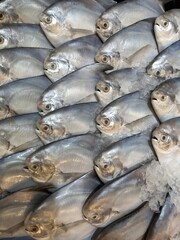 Fresh raw fish on ice at a seafood market, ready for healthy cooking