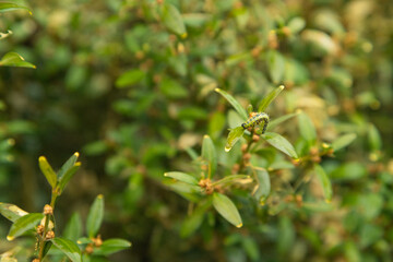 Fototapeta premium Boxwood bush, Buxus sempervirens, infested with Box tree moth, Cydalima perspectalis, caterpillars
