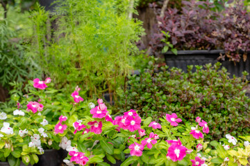 Catharanthus roseus or Madagascar periwinkle. Tropical flowers in pots and plants around. Green area design, picturesque corner.