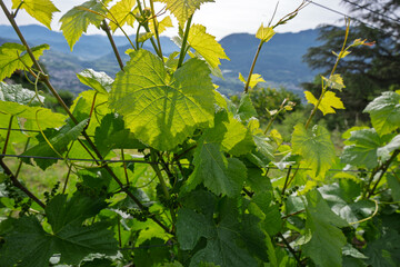 A vineyard in the spring morning light.