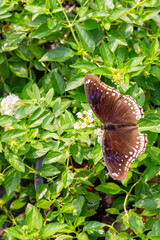 Hypolimnas bolina A large brown butterfly with variegated wings in a tropical garden.