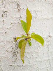 A young sprout grows out of the white trunk of a tree in close-up.
