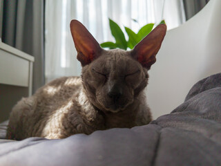 Cornish Rex relaxing on the bed in the sun.