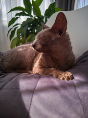 Cornish Rex relaxing on the bed in the sun.