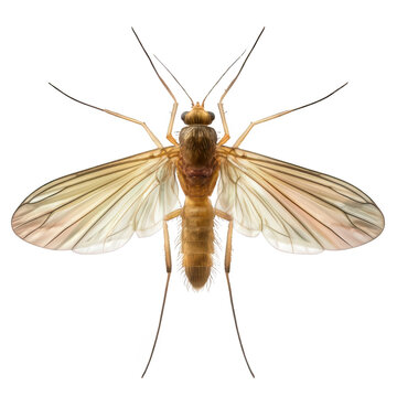 Hyper-Realistic Sandfly Detailed Close-Up Transparent Background