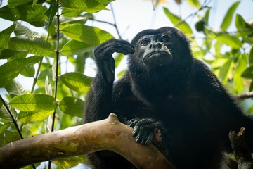 Contemplative howler monkey in tropical forest.