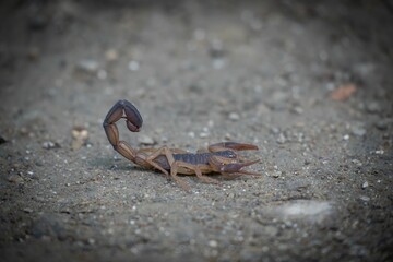 Scorpion on Sandy Ground