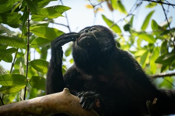 Howler Monkey in Tropical Forest