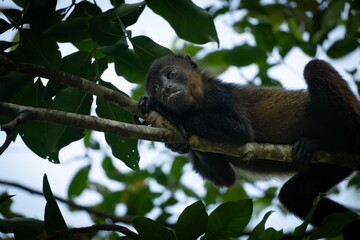 Howler Monkey Relaxing on a Tree Branch
