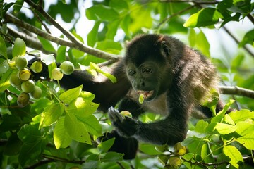 Howler monkey eating fruit in a tropical forest.