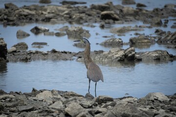 Heron on Rocky Shore