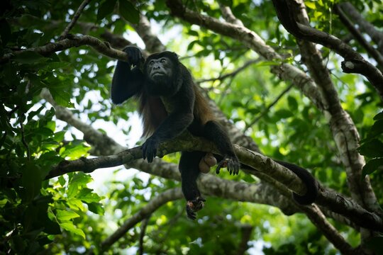 Howler monkey in its natural habitat.