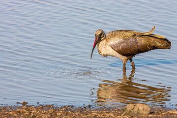 South Africa, Kruger National Park, Hadada Ibis (Bostrychia hagedash)