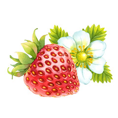Watercolor strawberry with flower on transparent background