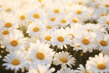 Obraz premium Daisy field background outdoors backgrounds freshness.