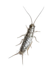 Silverfish Side View Hyper-Realistic Style Full Detail Transparent Background