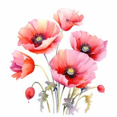 watercolor illustration of red poppies on a white background