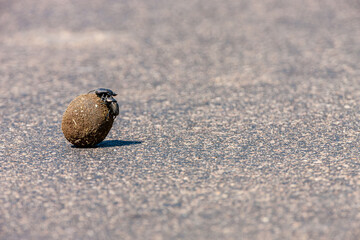 South Africa, Kruger National Park, Dung Beetle (Scarabaeus viettei)