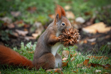 Eichhörnchen frisst Baumhasel