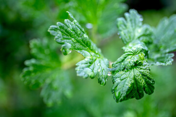Gooseberry Leaves with Water Droplets After Rainfall in Natural Garden Environment