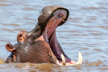 Fototapeta premium South Africa, Kruger National Park, Hippopotamus 