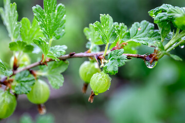 Gooseberry Plant with Fresh Green Berries and Raindrops on Leaves After Rainfall