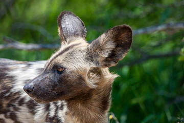 South Africa, Kruger National Park, African Wild Dog (Lycaon pictus), portrait
