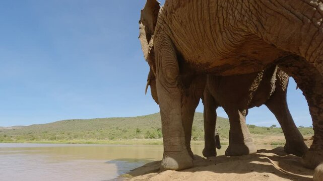 Low wide angle of African Bush Elephants (Loxodonta africana) jostling at the edge of a watering hole under hot midday sun in kenya 