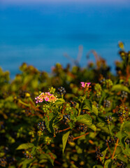 Close-up view on Lantana camara against sea