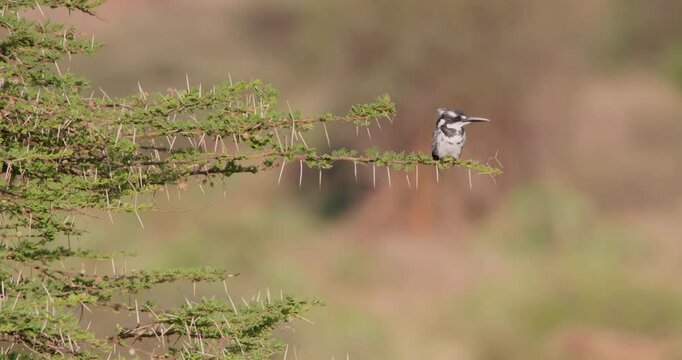 Wide of Pied Kingfisher (Ceryle rudis) perching on an Acacia branch at midday in Kenya then flying away