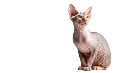 This elegant Sphynx cat with striking blue eyes is a graceful pet, beautifully captured.