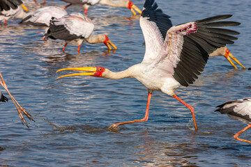 South Africa, Kruger National Park, Yellow-billed Stork (Mycteria ibis)
