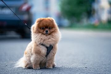 A fluffy Pomeranian Spitz sits outside with a leash