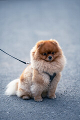 A fluffy Pomeranian Spitz sits on the asphalt with a leash