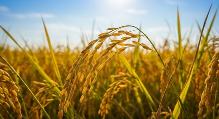 Close-up of ripe paddy, bathed in warm natural light, symbolizes healthy growth and the eco-friendly bounty of the harvest season.