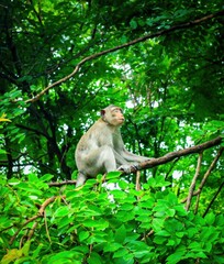 Cute baby macaque sitting in a green jungle tree with its mother, showcasing the wild nature of Asian animals