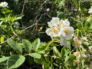 Rosa multiflora or Rosa polyantha plant blooms white flowers. Eijitsu rose with white five petal tender flowers. Multiflora rose, baby rose, Japanese rose, many-flowered, seven-sisters, rambler rose.
