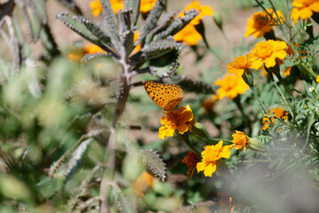 Argyreus hyperbius (Indian Fritillary) on marigold