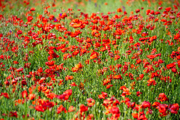 field of red poppies