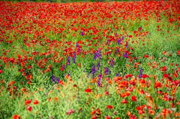 red field of poppy flowers
