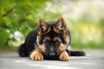 cute german shepherd puppy lying down outdoors