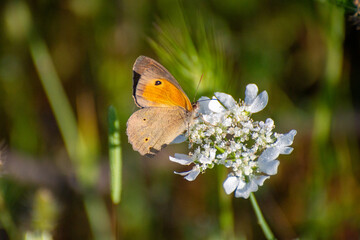 a meadow brown butterfly on flower