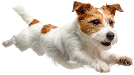 A happy Jack Russell terrier leaps, showcasing joyful energy and motion in a dynamic pose.