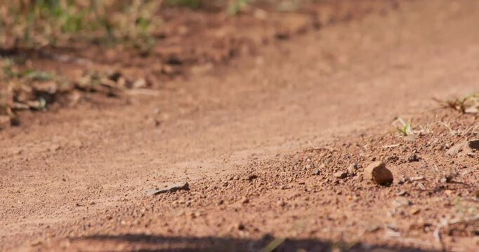 Close up gimbal tracking of an African wild dog (Lycaon pictus) legs running across a trail in savannah grassland in afternoon in Kenya