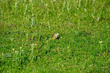 european ground squirrel eating in green grass
