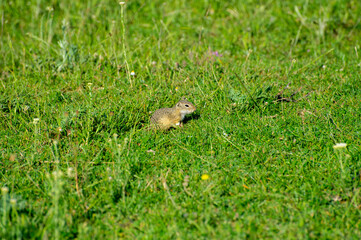 european ground squirre watching in green grass