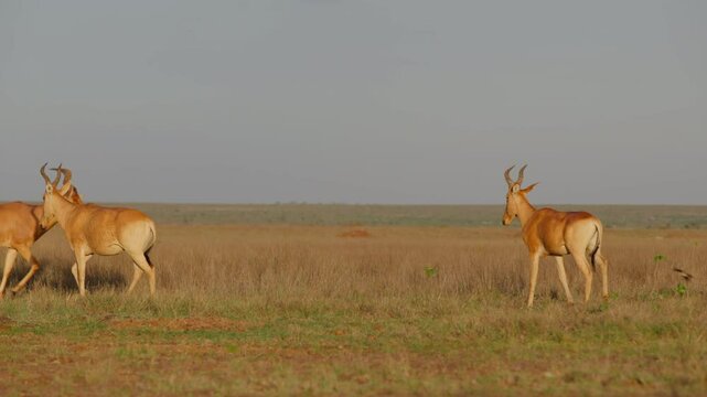 Very wide gimbal tracking of Hartebeests (Alcelaphus buselaphus) walking around dry savannah grassland under hot midday sun in Kenya