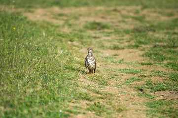 the mistle thrush in the grass
