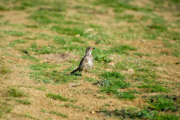 the mistle thrush in the grass